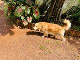 Golden Retriever Male Dog for Crossing