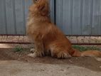 Golden Retriever Male Dog for Crossing