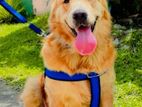 Golden Retriever Male Dog for Crossing