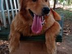 Golden Retriever Male Dog for Crossing