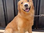Golden Retriever Male Dog for Crossing