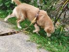 Golden Retriever Male Dog for Crossing