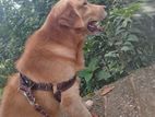 Golden Retriever Male Dog for Crossing