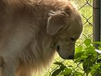 Golden Retriever Male Dog for Crossing