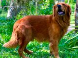 Golden Retriever Male Dog