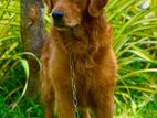 Golden Retriever Male Dog