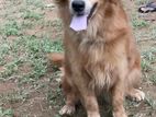 Golden Retriever Male Dog