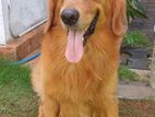 Golden Retriever (male Dog) for Stud