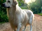 Golden Retriever Male for Crossing