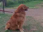 Golden Retriever Male For Crossing