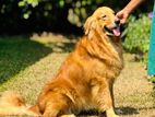 Golden Retriever Male for crossing