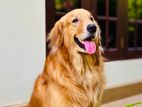 Golden Retriever Male for Crossing