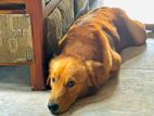Golden Retriever Male for Crossing