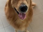 Golden Retriever Male for Crossing