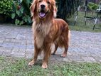 Golden Retriever Male Dog for Crossing