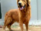 Golden Retriever Male for Crossing