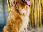 Golden Retriever Male