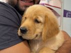 Golden Retriever Male Puppy