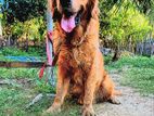Golden Retriever Male
