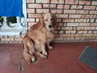 Golden Retriever Dog Male