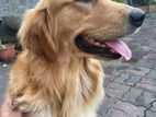 Golden Retriever Male for stud (crossing)