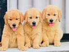 Golden Retriever Male Puppies