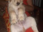 Golden Retriever Male Puppy