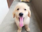 Golden Retriever Male Puppy