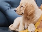 Golden Retriever Male Puppy