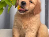 Golden Retriever Male Puppy