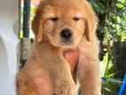 Golden Retriever Male puppy