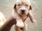 Golden Retriever Male Puppy