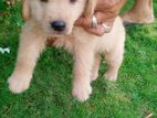 Golden Retriever Male Puppy