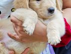 Golden Retriever Male Puppy