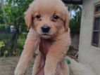 Golden Retriever Male Puppy
