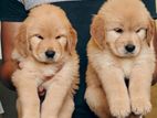 Golden Retriever Male Puppy