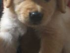 Golden Retriever Male Puppy