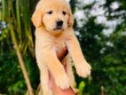 Golden Retriever Male Puppy