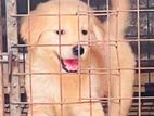 Golden Retriever Male Puppy