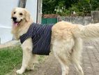 Golden Retriever Male for Stud