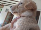 Golden Retriever Mix Puppies