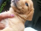 Golden Retriever Mix Puppies