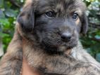 Golden Retriever Mix Puppies