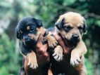 Golden Retriever Mix Puppies