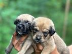 Golden Retriever Mix Puppies