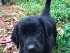 Golden Retriever Mix Puppy