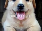 Golden Retriever Mix Puppy