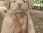 Golden Retriever Puppy