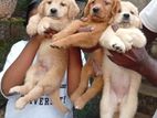 Golden Retriever Puppies