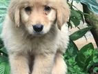 Golden Retriever Pappy